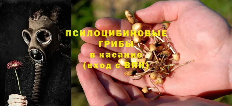 ОМГ ОМГ рабочий сайт  купить  сайты  Курлово  Псилоцибиновые грибы Psilocybe 